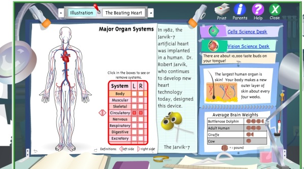 The Circulatory System « BodySystemGr5